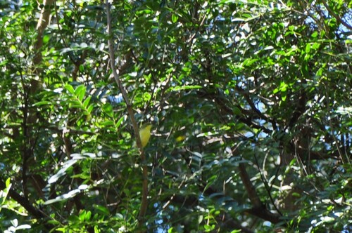 iNaturalist image