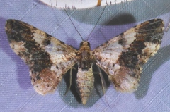 Ectropidia exprimata