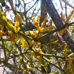 Phoradendron carneum