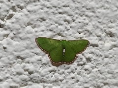 Synchlora pulchrifimbria