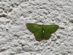 Synchlora pulchrifimbria