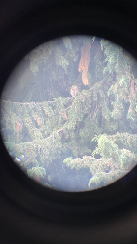 View observation of {o.common_name} on iNaturalist