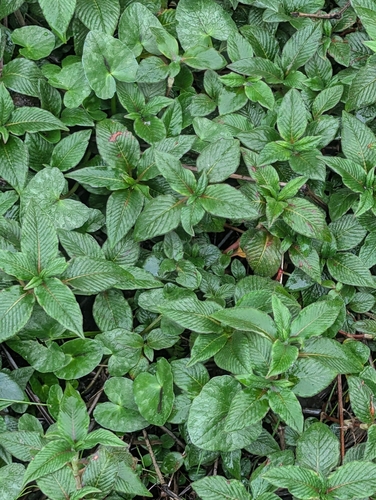 Lesser Knotweed (Koenigia campanulata)