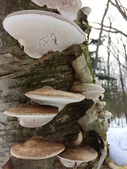 Ganoderma applanatum image