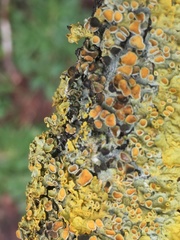 Xanthoriicola physciae