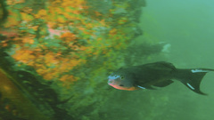 Olisthops cyanomelas