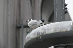 Chroicocephalus ridibundus