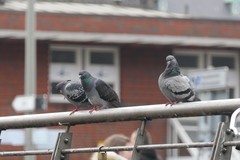 Columba livia domestica