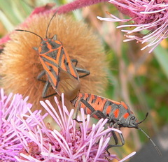 Spilostethus rivularis