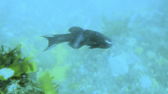 Olisthops cyanomelas