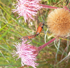 Spilostethus rivularis