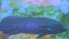 Olisthops cyanomelas