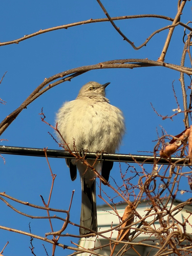 Northern Mockingbird