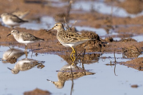 Pectoral Sandpiper (Calidris melanotos), photo 5