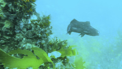 Olisthops cyanomelas