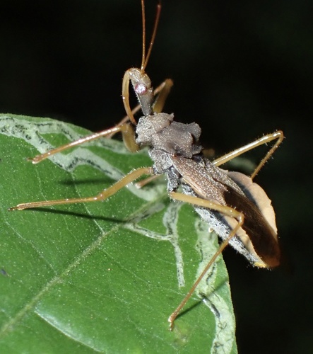 Montina distincta