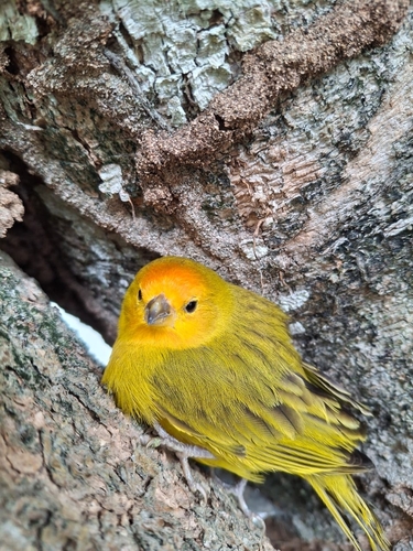 Saffron Finch