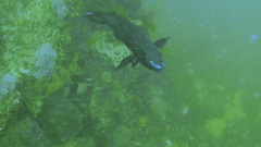 Olisthops cyanomelas