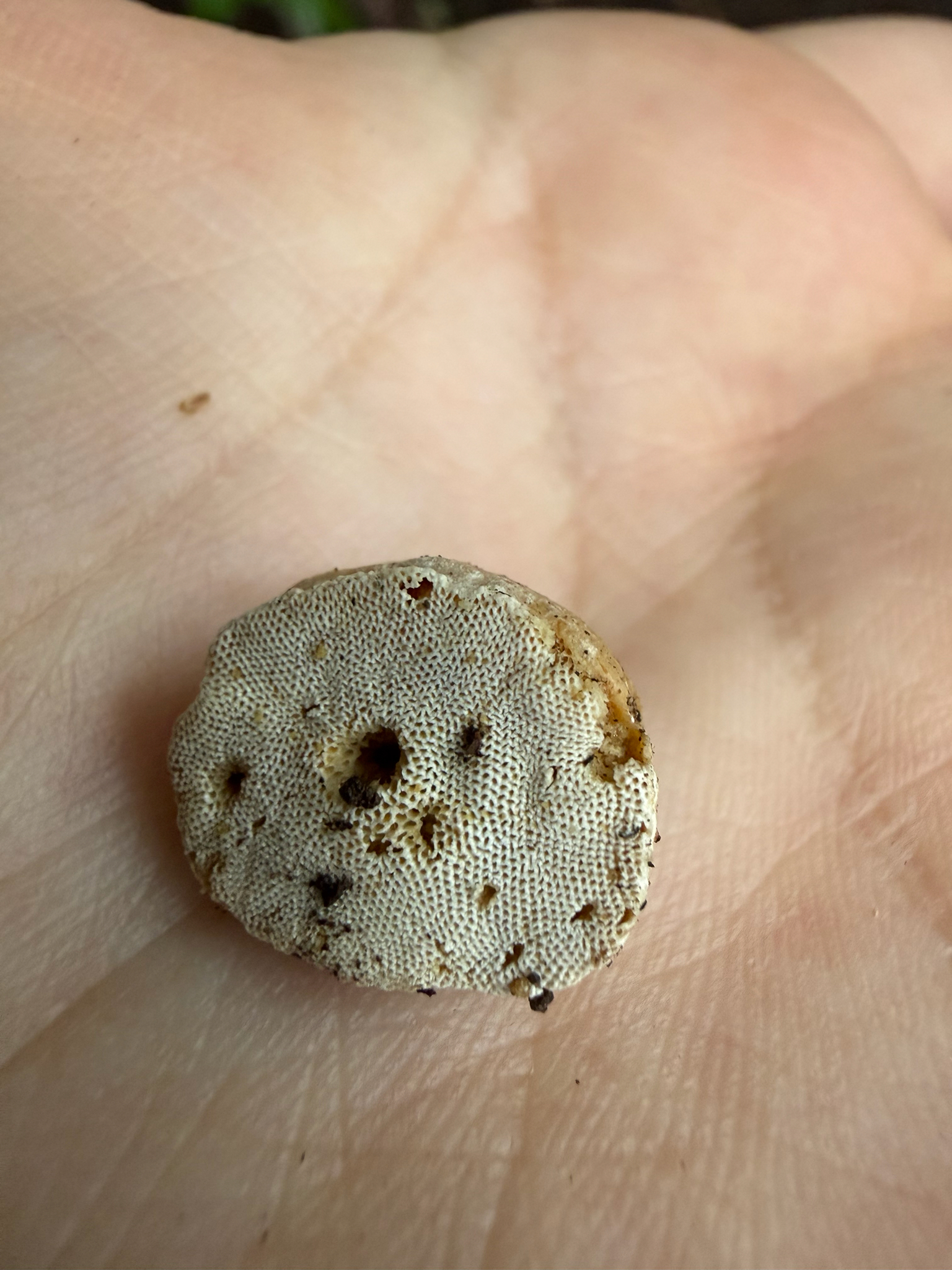 Truncospora atlantica