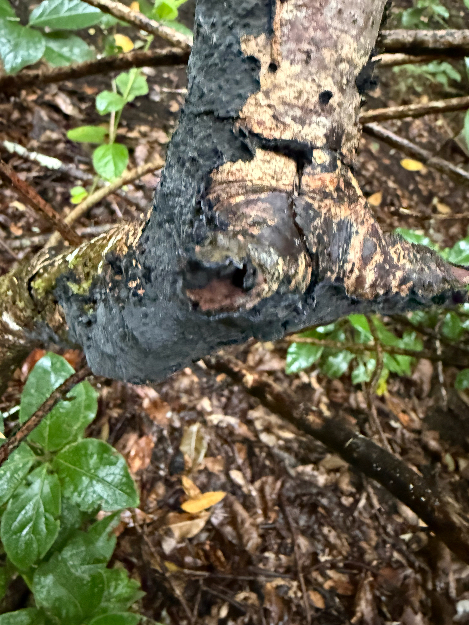 Terana coerulea