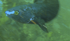 Olisthops cyanomelas