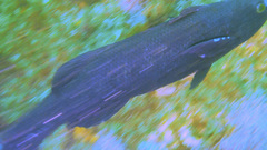 Olisthops cyanomelas