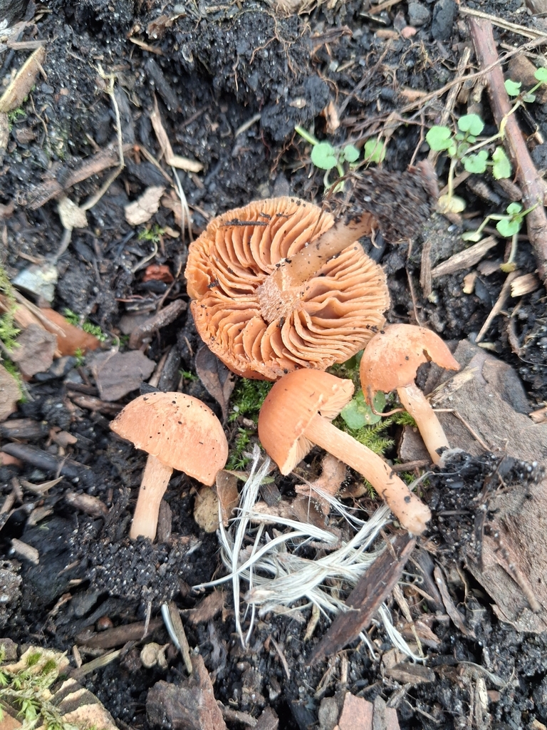 Tubaria furfuracea · February 2026 · photo: © mangoblatt (iNaturalist, cc0)