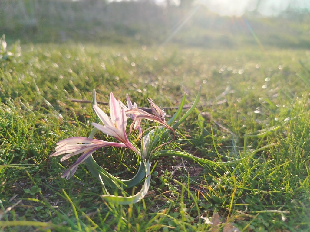 Colchicum kesselringii, M39V+V6, Samarkand, Samarqand Region, Uzbekistan