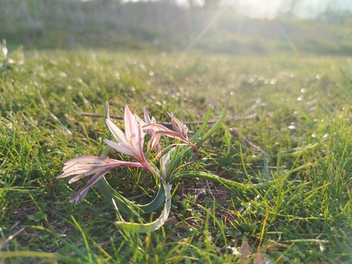 Colchicum kesselringii
