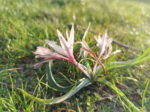 Colchicum kesselringii