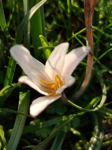 Colchicum kesselringii