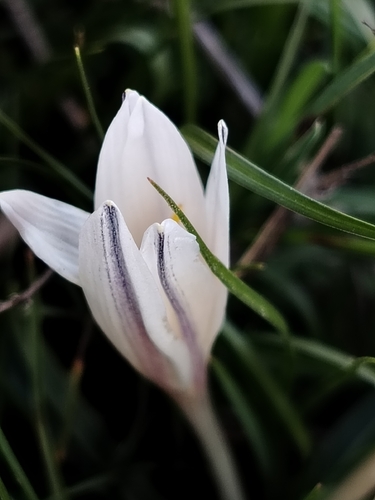 Colchicum kesselringii
