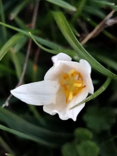 Colchicum kesselringii