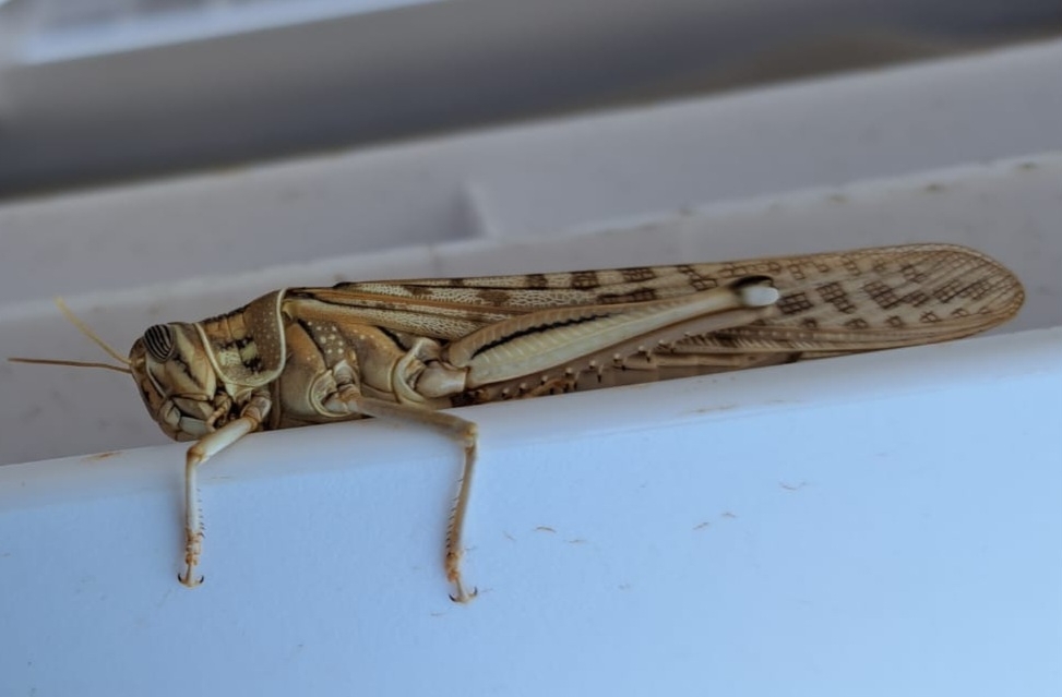 Schistocerca gregaria
