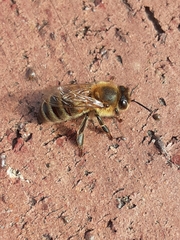 Apis mellifera