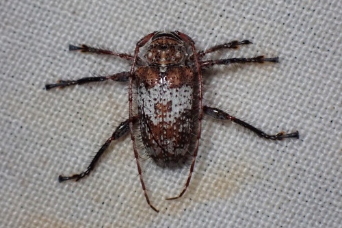 Blabicentrus