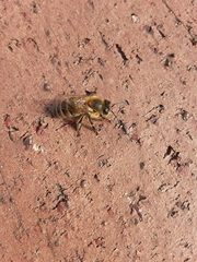 Apis mellifera