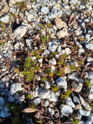 juniper haircap moss