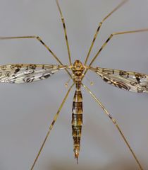 Austrolimnophila argus