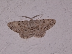 Ophthalmitis