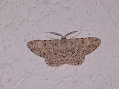 Ophthalmitis