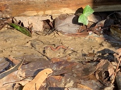 Plethodon serratus