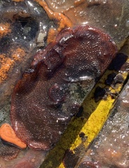 Watersipora subtorquata