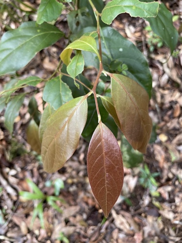 Green-leaved Rose Walnut (Endiandra mulleri)