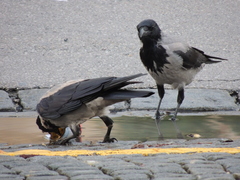 Corvus cornix
