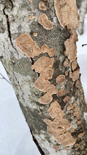 Broadleaf Bleeding-crust