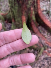 (c) Samuel Frankel, some rights reserved (CC BY) Syzygium luehmannii, photograph (c) Samuel Frankel, some rights reserved (CC BY)