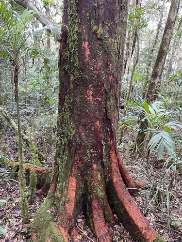 Syzygium luehmannii, photograph 3