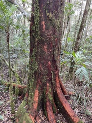 (c) Samuel Frankel, some rights reserved (CC BY) Syzygium luehmannii, photograph (c) Samuel Frankel, some rights reserved (CC BY)