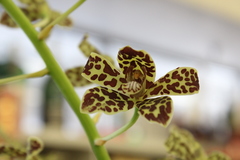 Grammatophyllum scriptum
